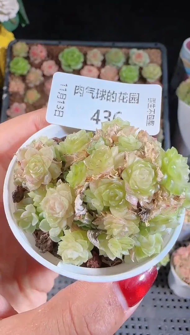 1113-436群生不包整
