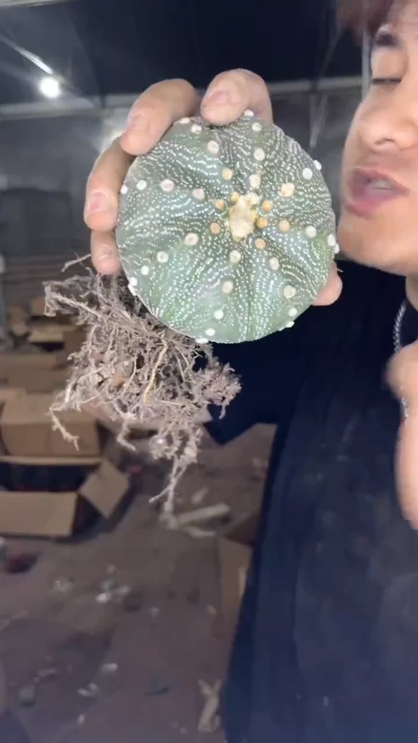 大号星兜8-10cm 实生根