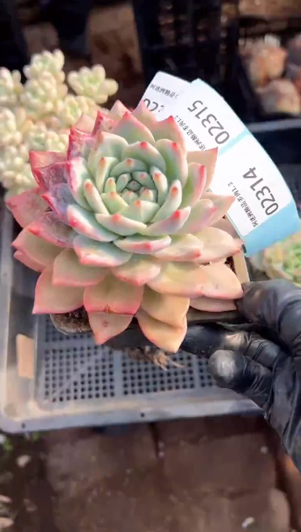 多肉植物一物一拍02314.315