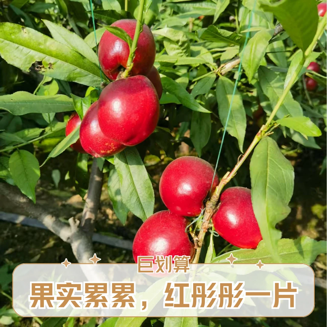 【黄心红油桃】3-5斤现摘现发脆甜多汁北京市当季新鲜水果桃子北京市