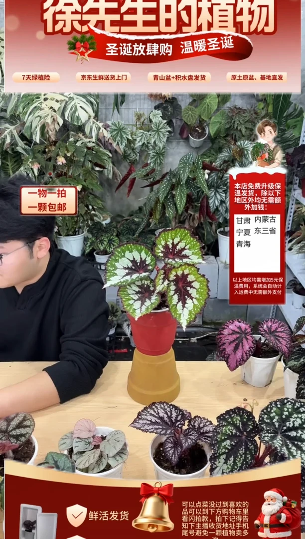 完全开放抹茶巧克力（轻微叶损）