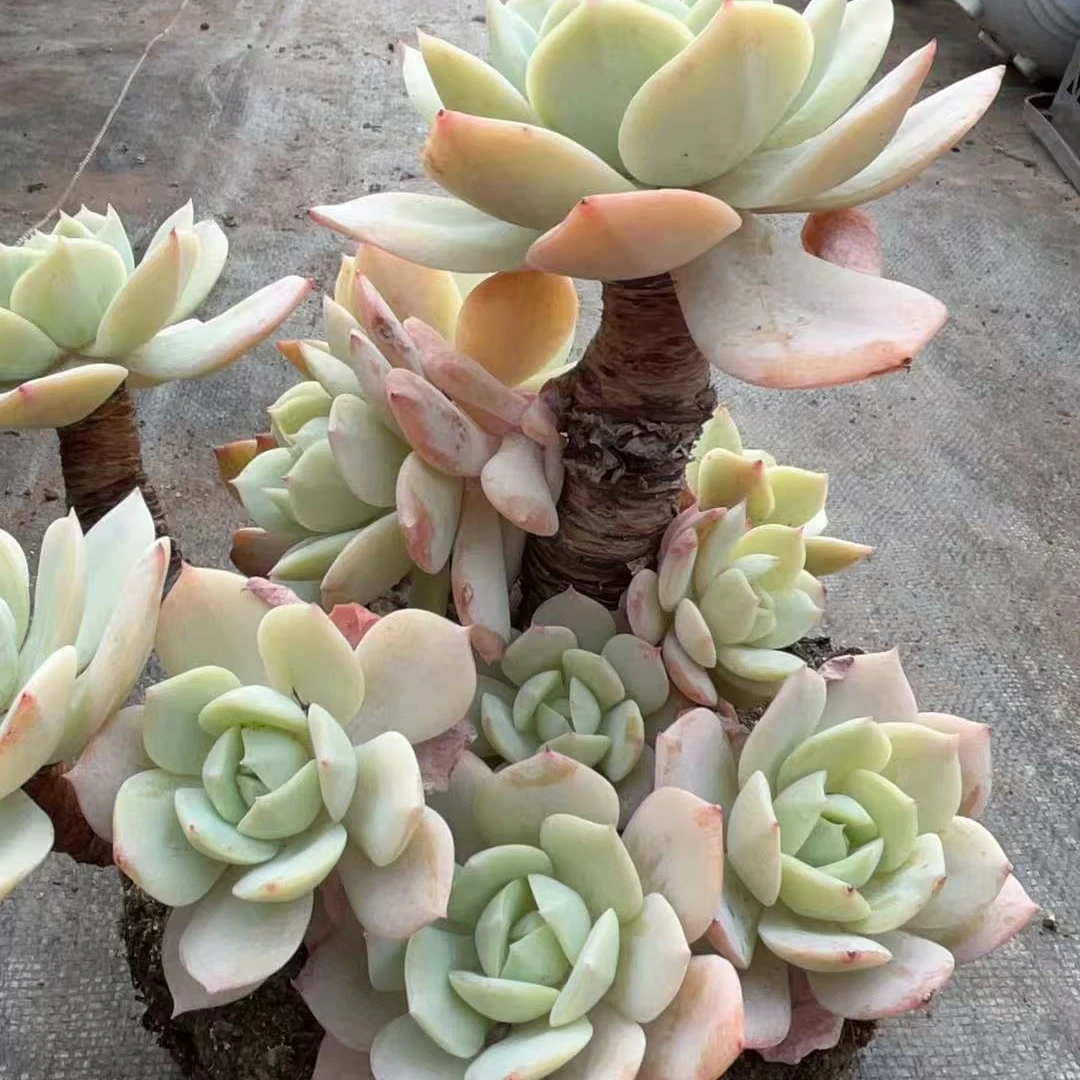 精品恋曲大群 多肉满18包邮