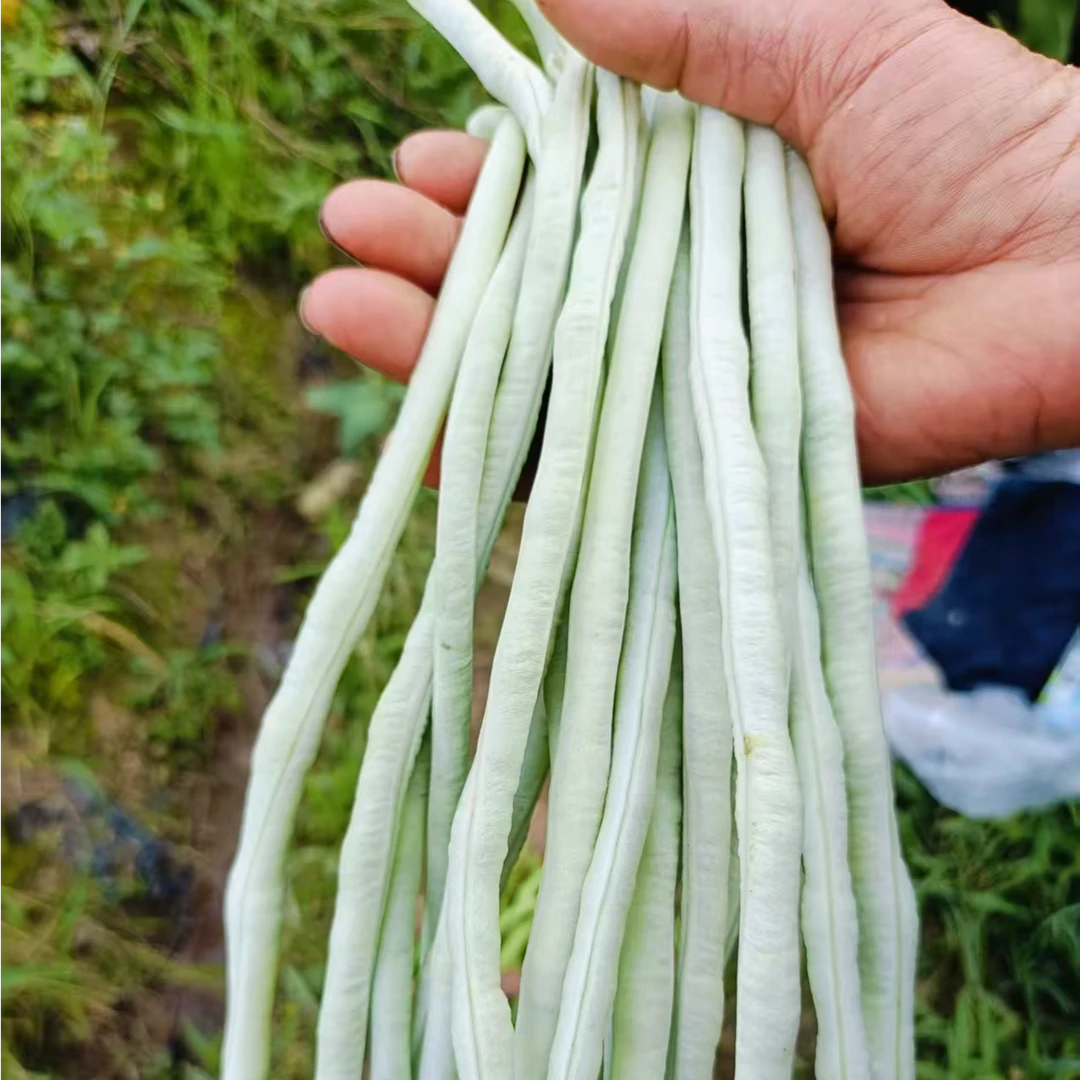 农家传统厚皮非转基因长豆角(缸豆3斤装）