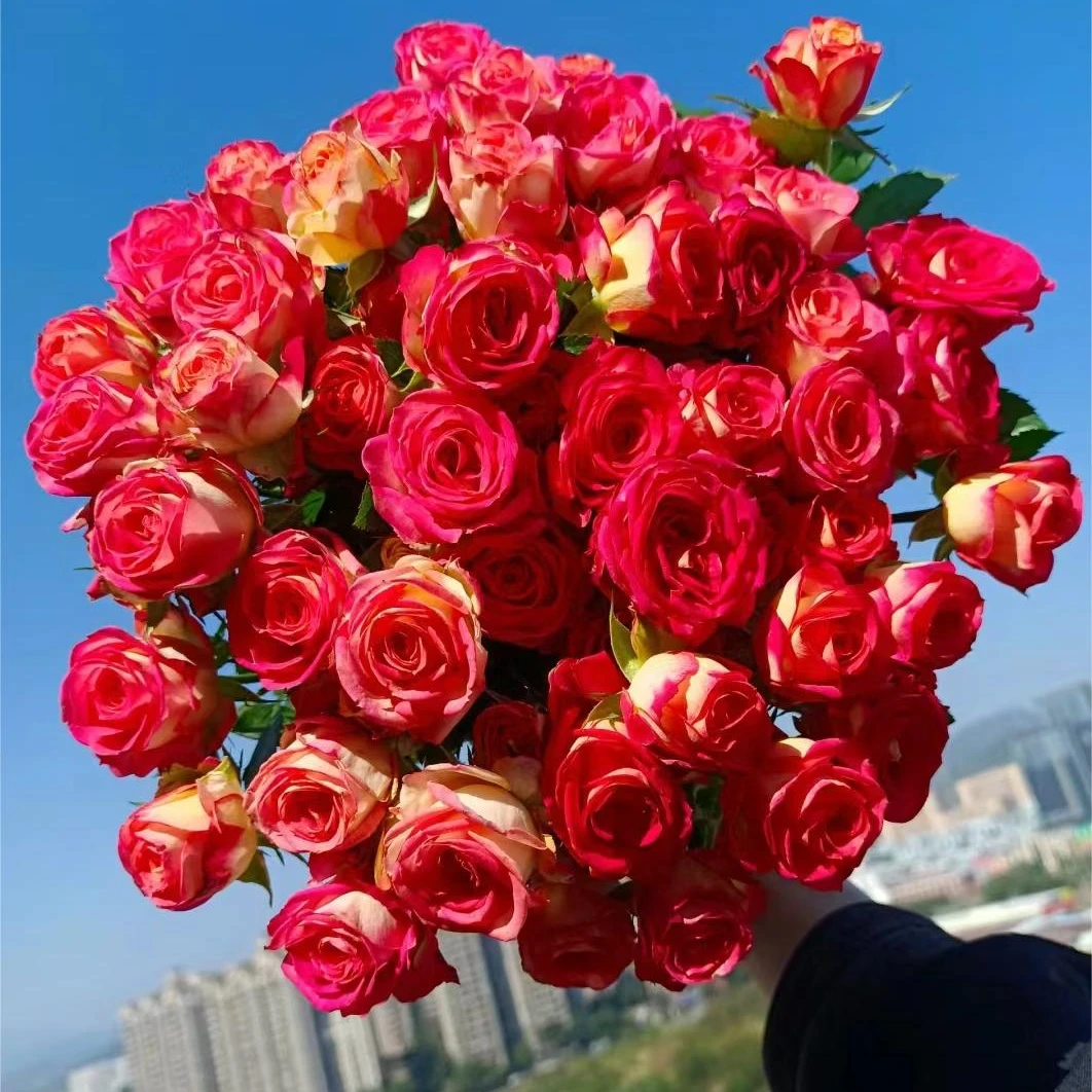 鲜花【多头爱丽丝】同地址两单升级冷链送货上门