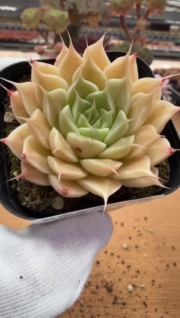 东云多肉园二店-49