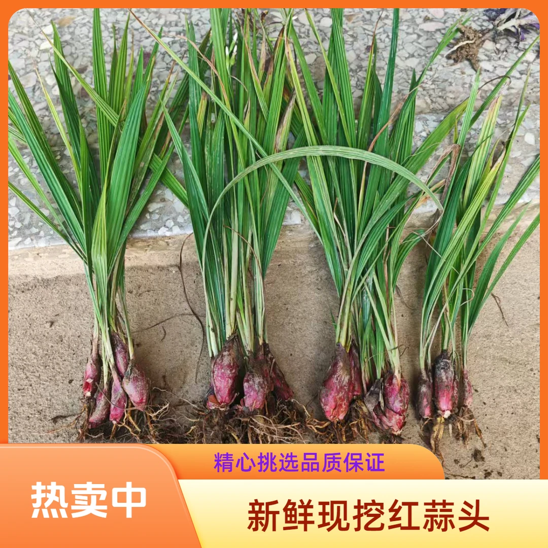 新鲜红葱头血葱头小红葱朱葱通鼻红葱头炖鸡炖汤煲汤红蔬菜