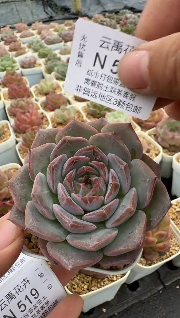 516N带盆土发(6.5cm杯） 当场拍3颗以上包柚 多肉植物 一物一拍