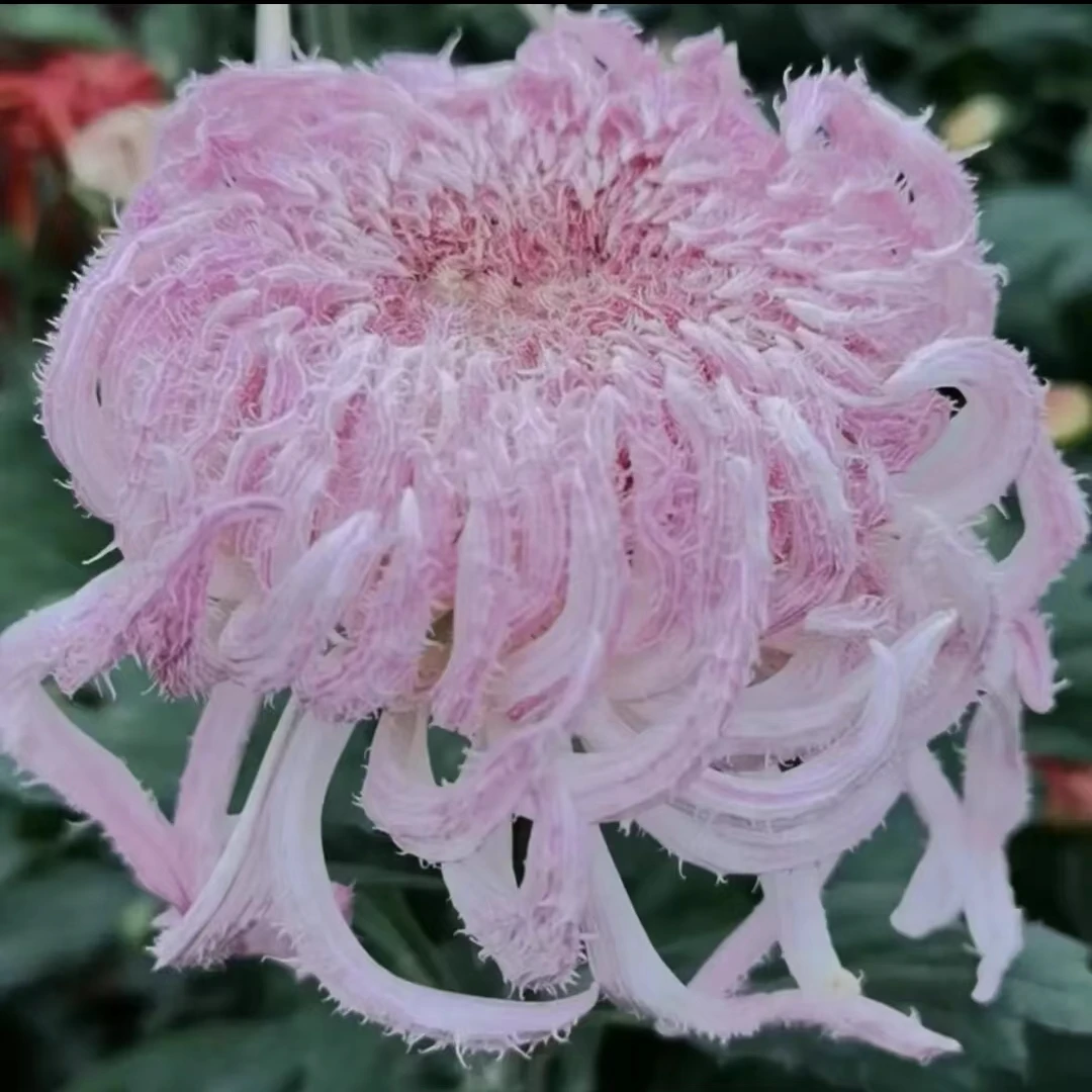 【鹅毛粉黛】 菊花苗 仙气飘飘 花期长耐热耐寒易成活