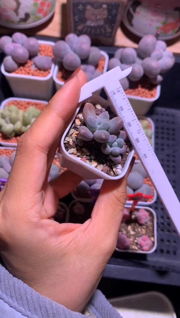 咖啡猫奶酪多肉，满28包邮，不满发一个叶片到付