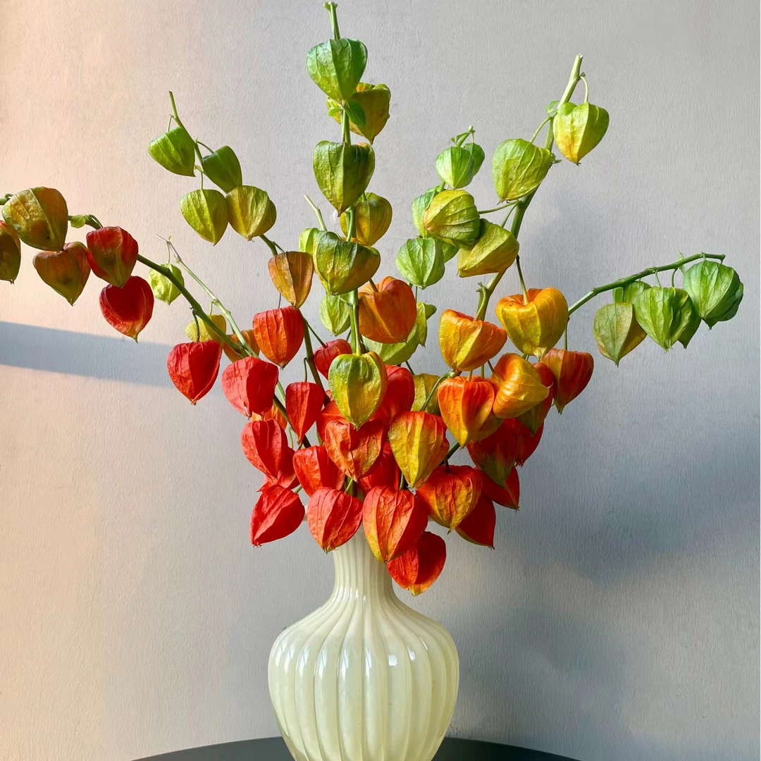 【酸浆果摆件】 秋日酸浆果摆件 长花期  云南直发  (中秋节礼物）