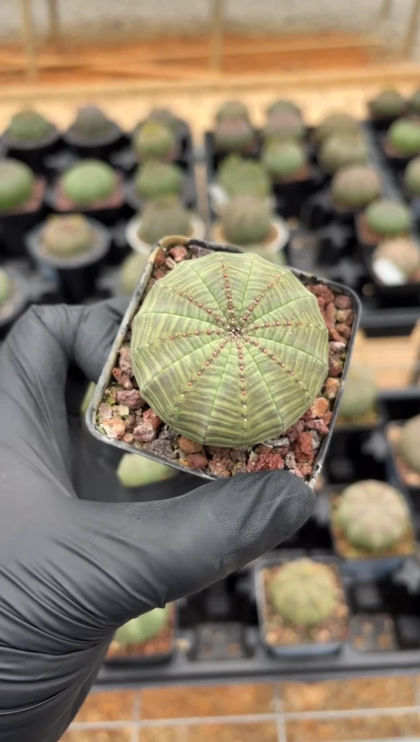 布纹球大戟FD-1385