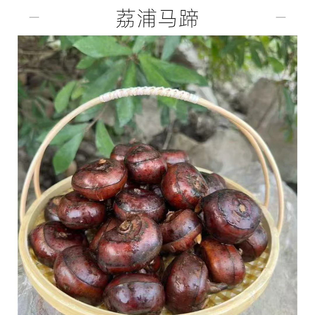【鲜果速送】广西荔浦马蹄（满40同城配送）