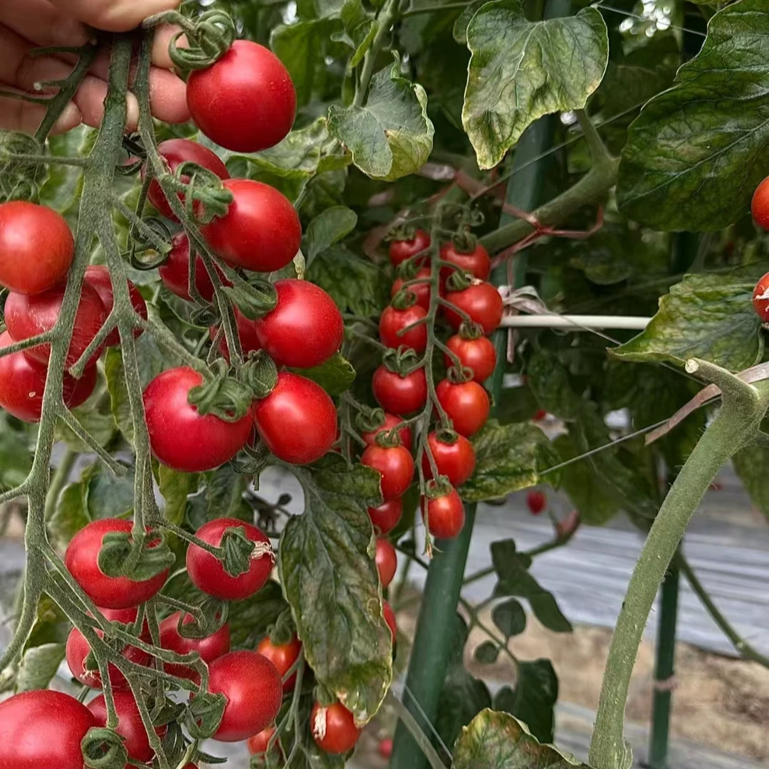 正宗四川攀枝花小千禧小番茄露天新鲜当季水果小千禧自然成熟