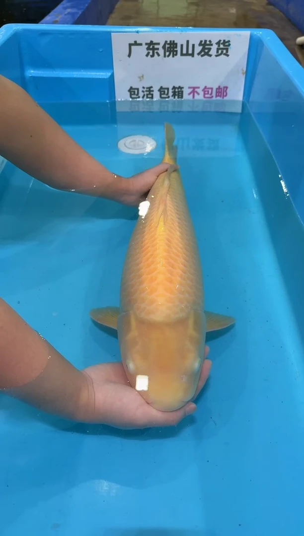锦鲤64公分 黄介子 母鱼