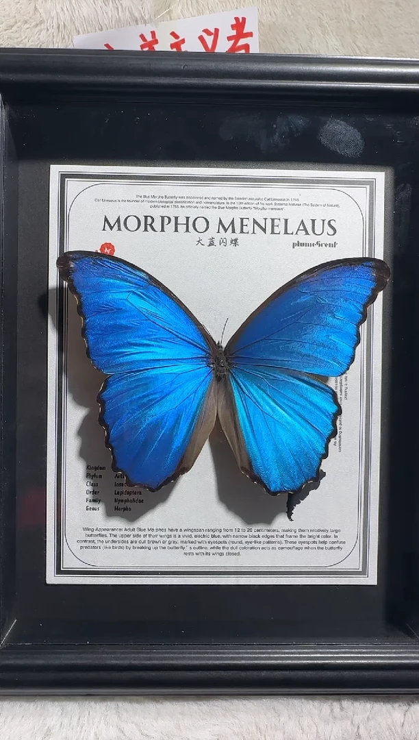 木空*碗大蓝闪蝶所见即所得