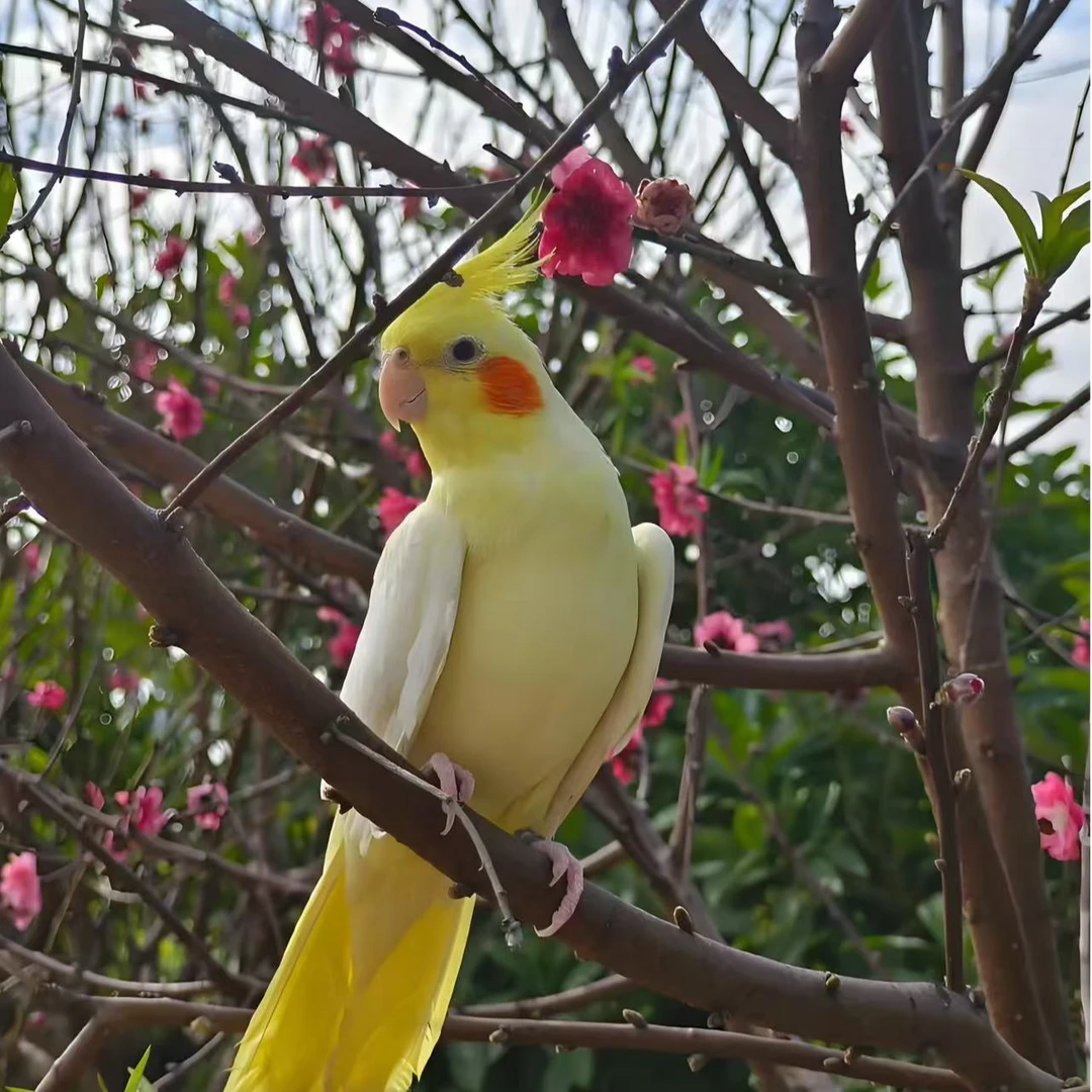 手养玄凤亲人粘人可上手活体鹦鹉宠物