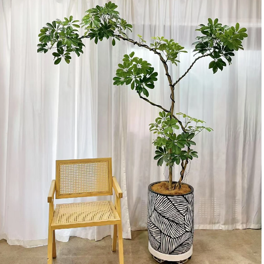 欧式简约轻奢风镁泥花盆客厅卧室落地绿植盆大号盆龙血树荷花铁盆