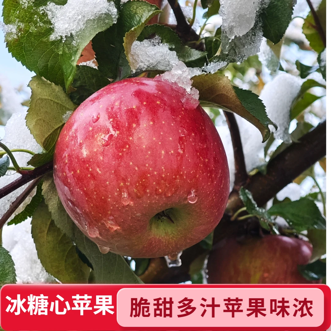 冰糖心苹果光果富士会宁砂田红富士阳光免套袋苹果新鲜水果丑苹果