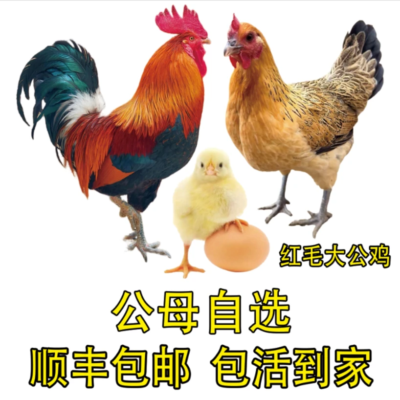 九斤红 红瑶鸡红毛公鸡红玉鸡公鸡苏禽母鸡肉鸡长尾鸡宠物鸡包邮