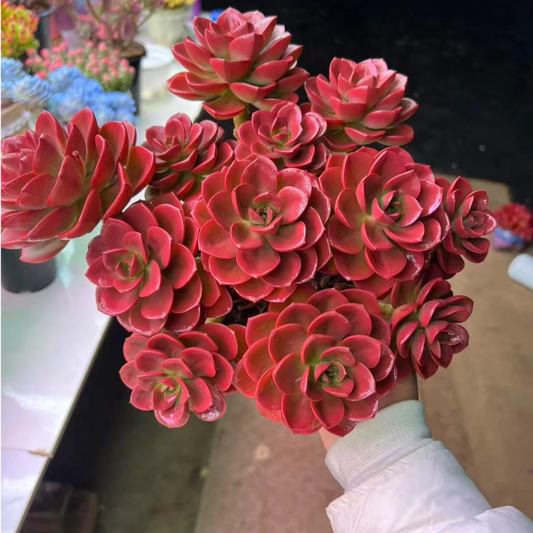 复古红造型巧克力带盆带土老桩整桩新手好养耐晒耐冻多肉植物