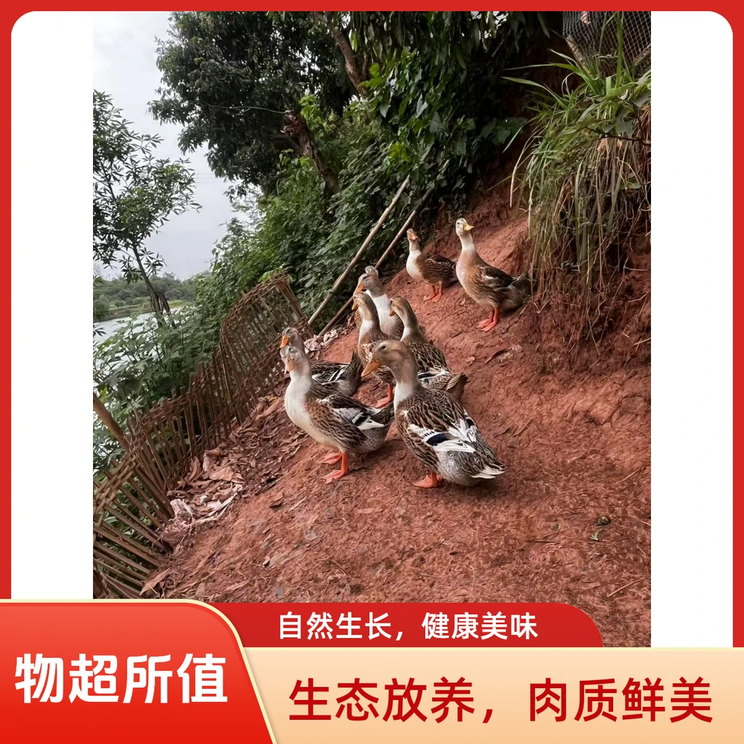 正宗生态散养土麻鸭新鲜京东冷链锁鲜