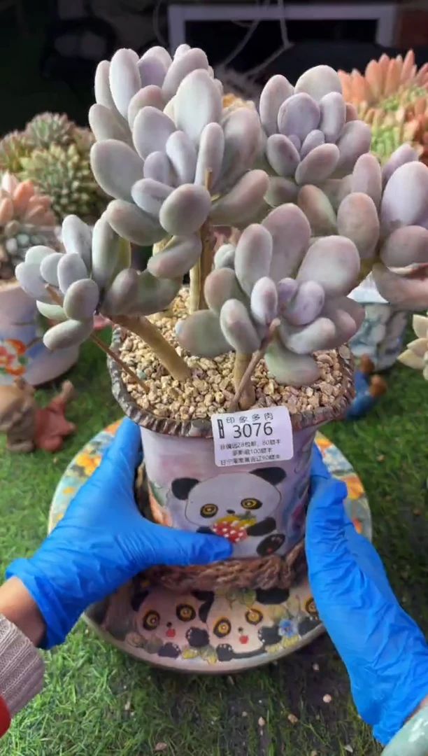 昆明印象多肉3076