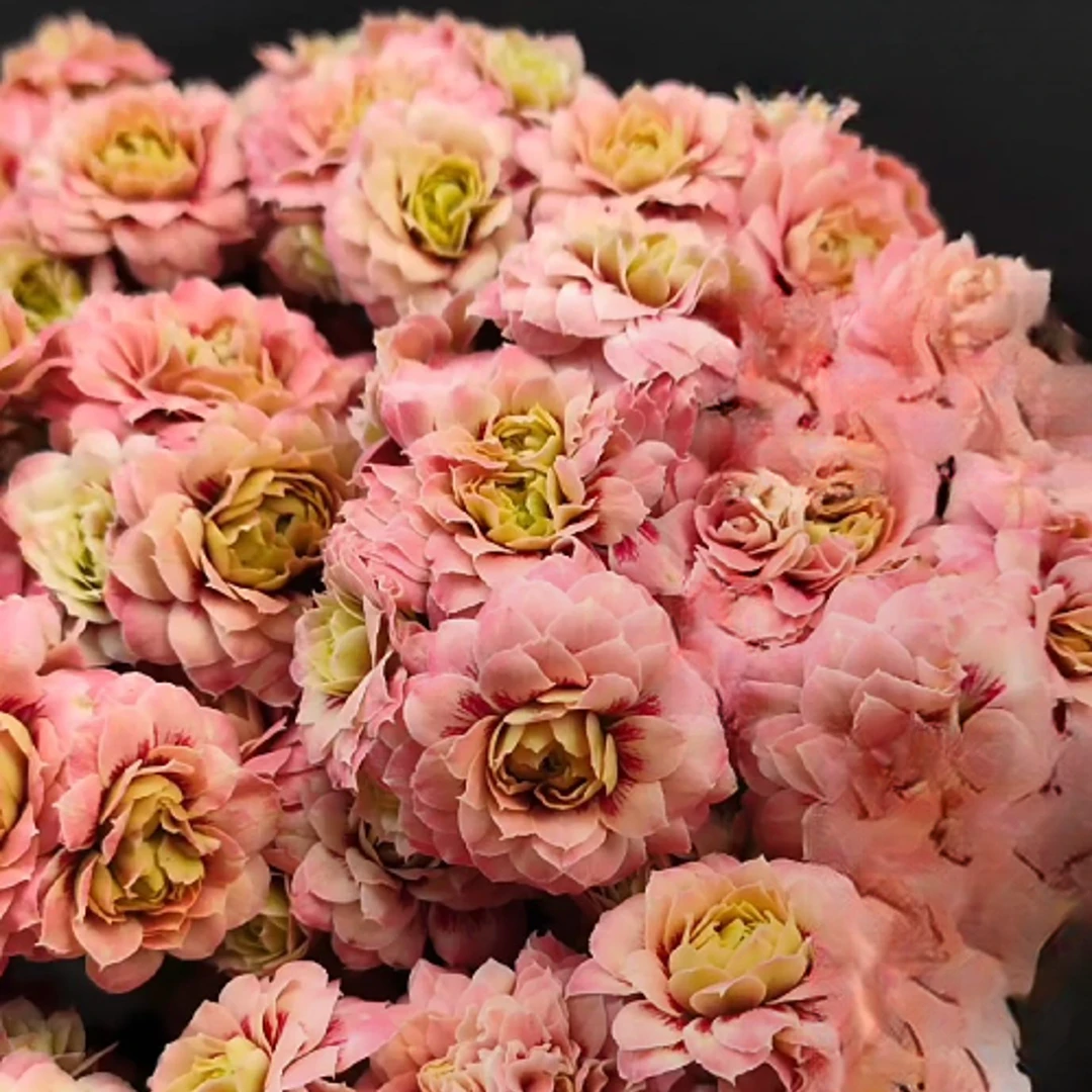 【玄女猫眼120超大盆】长寿花四季开花阳台盆栽大花重瓣花卉植物