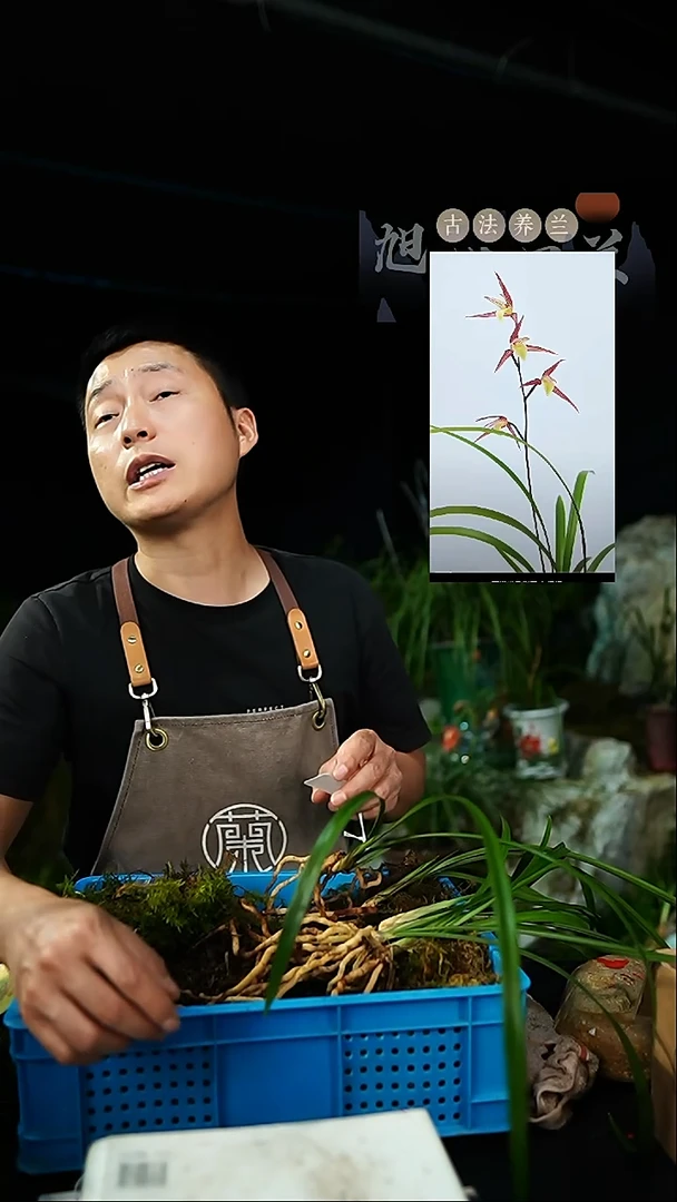 当前无花栽培后可以开花寒兰红尘寄养一物一拍