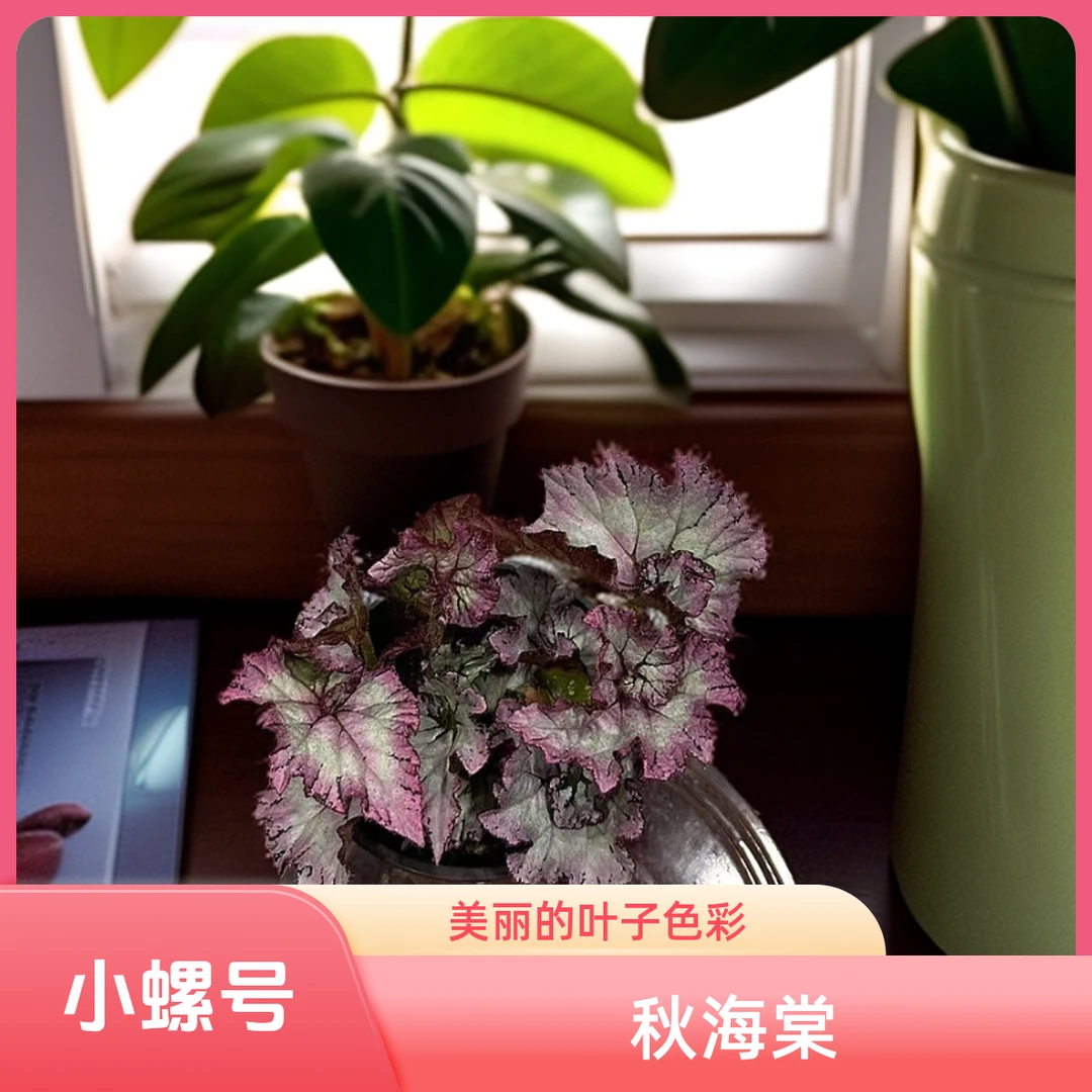 小螺号 秋海棠热植 福利款不包叶损《两单包邮》