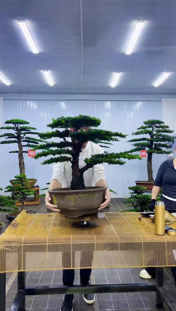 无花朵李**费0000000000000