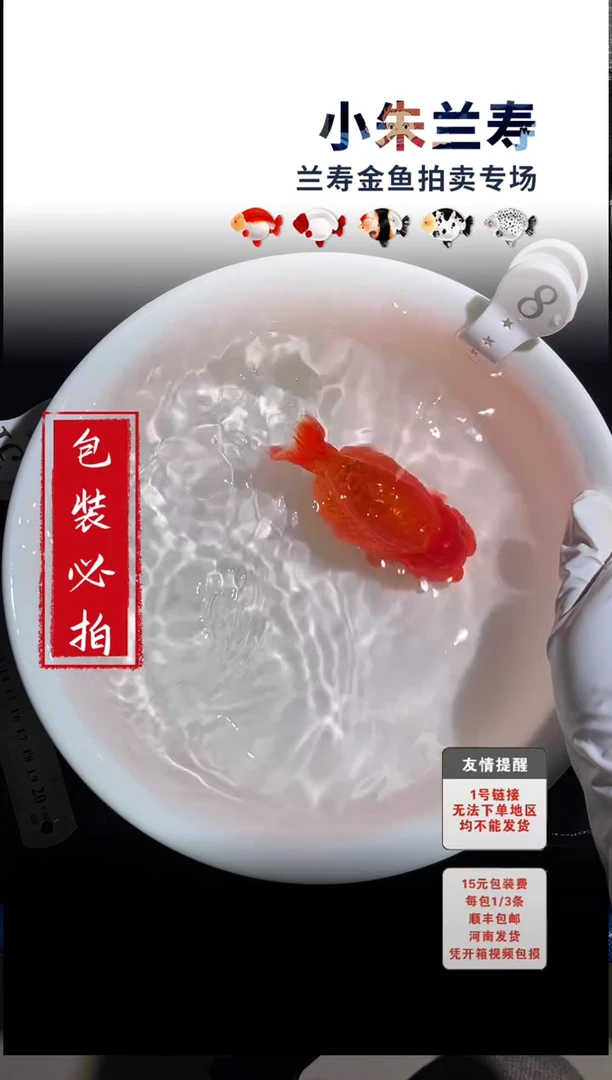 金鱼包装必拍未拍顺丰到付8