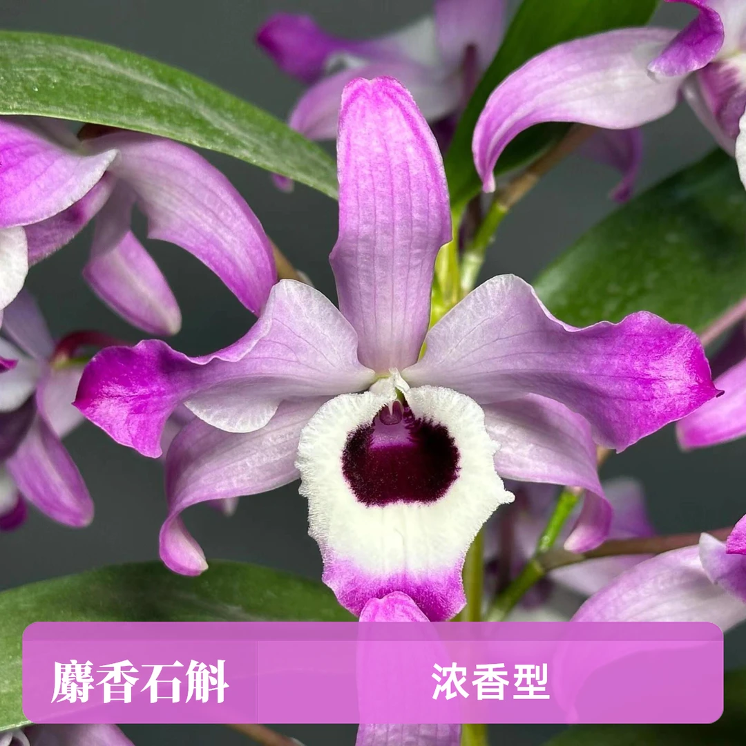 麝香石斛开了，味道浓郁，花色艳丽，它是一款落叶开花的植物