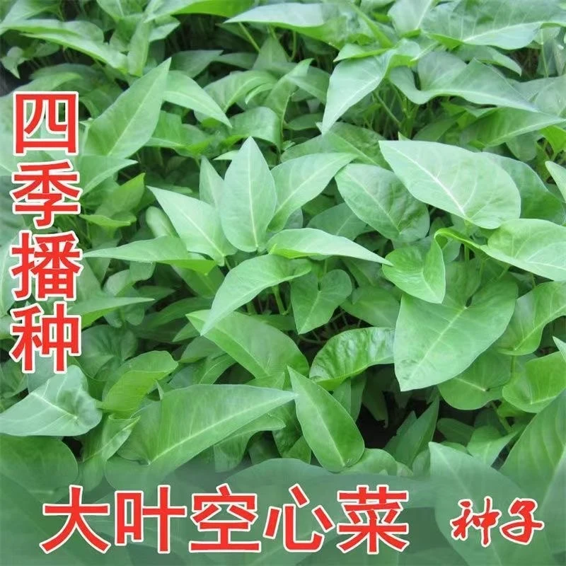 【全店满8包包邮】大叶空心菜种子