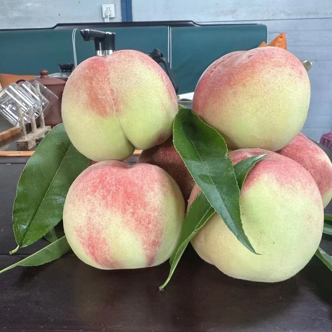 早大甜苹果桃桃树苗