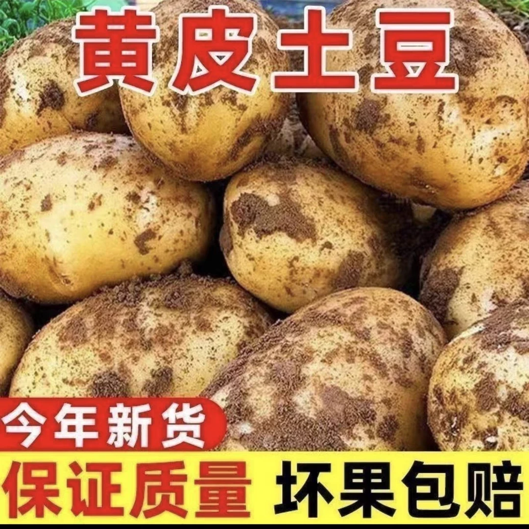 土豆大西北沙土地黄皮黄心洋芋沙面软糯香甜炒菜炖汤必备蔬菜