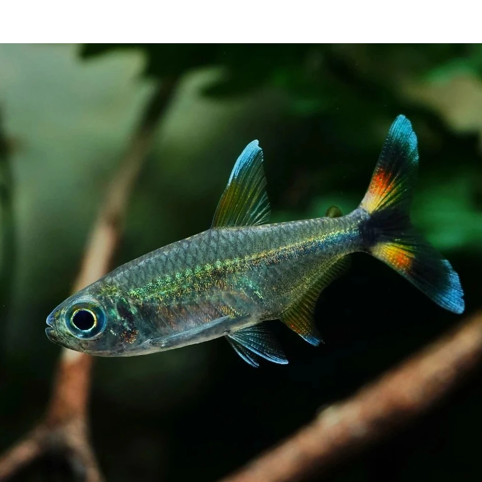 【豆丁植播】潘塔纳尔幻尾灯