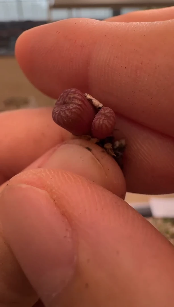 8-291多肉植物肉锥