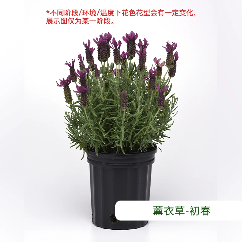 【薰衣草】bp花卉多年生驱蚊净化空气