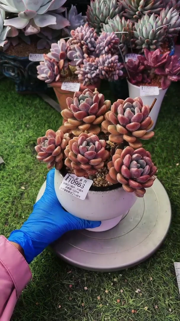 昆明印象多肉10963