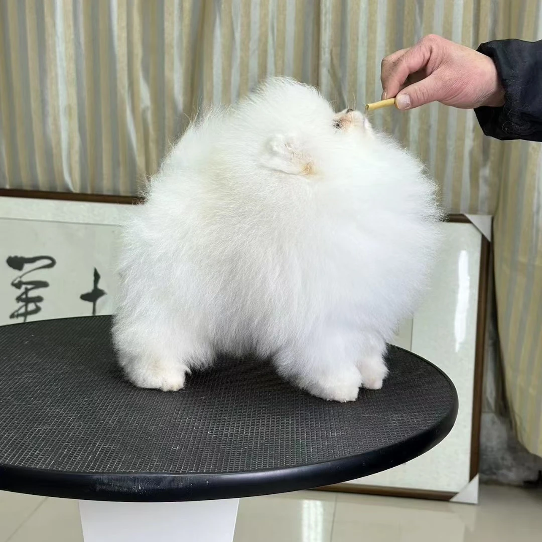 甜心萌宠改价狗狗活体链接