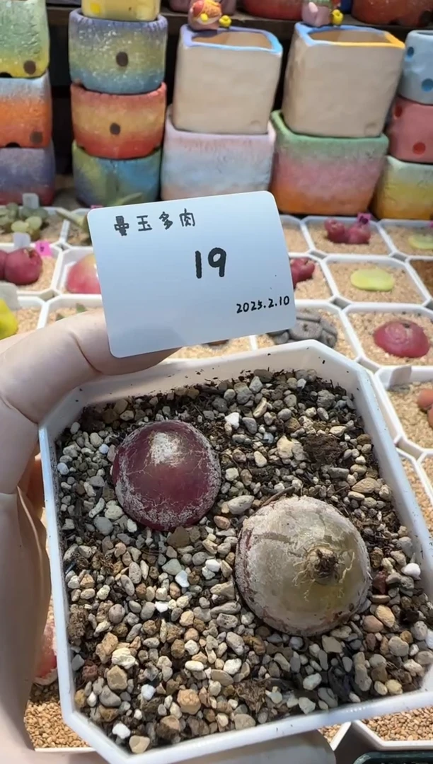 【闪购商品】25.2.10-19K