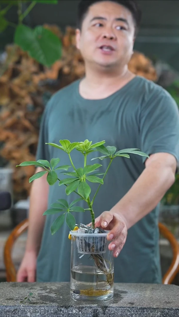 完全开放鸭脚木565T