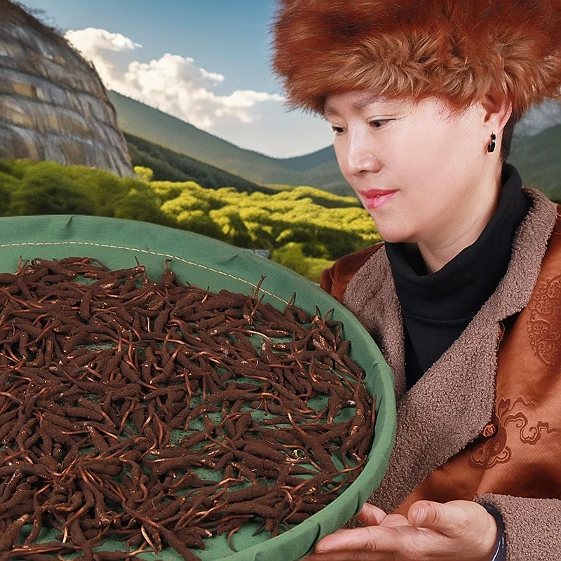 【大草3】高原格桑 2025年新鲜冬虫夏草 顺丰空运包邮