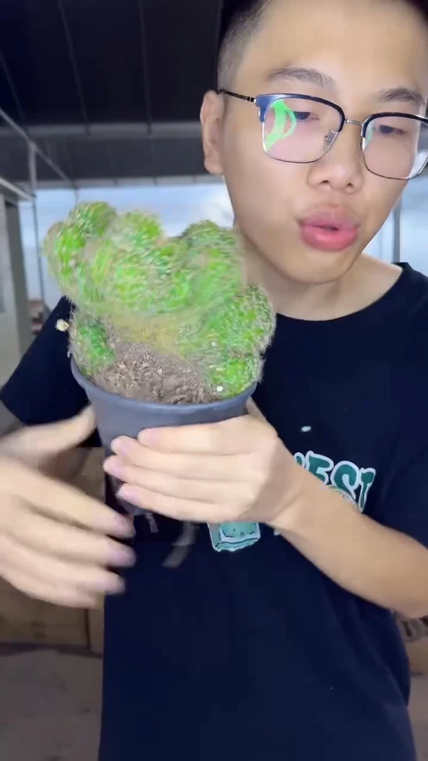 大号 彩草缀化【带根】