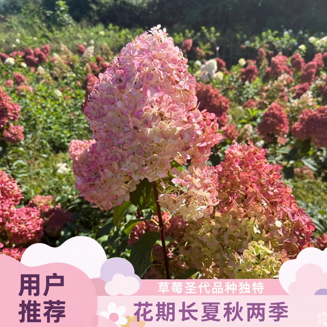 宝塔绣球绣球花草莓圣代绣球盆栽绿植花期长大苗好养活