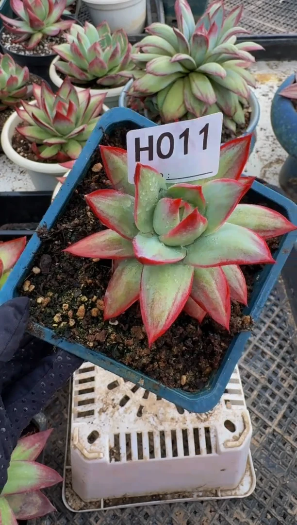 H011惊鸿仙子（裸根发货）