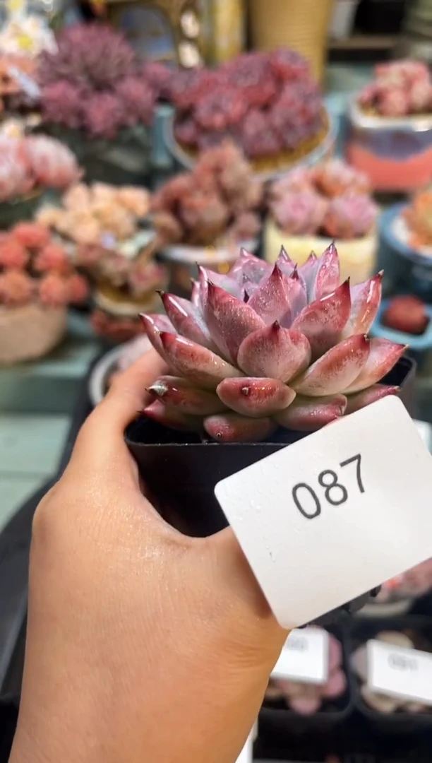 087单头卡杂多肉