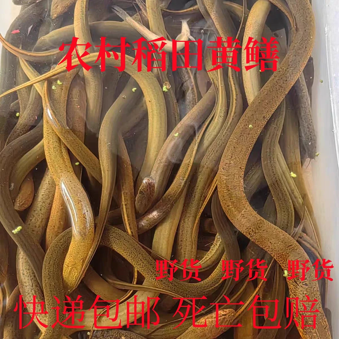 安徽黄山太平湖野生黄鳝顺丰快递包邮