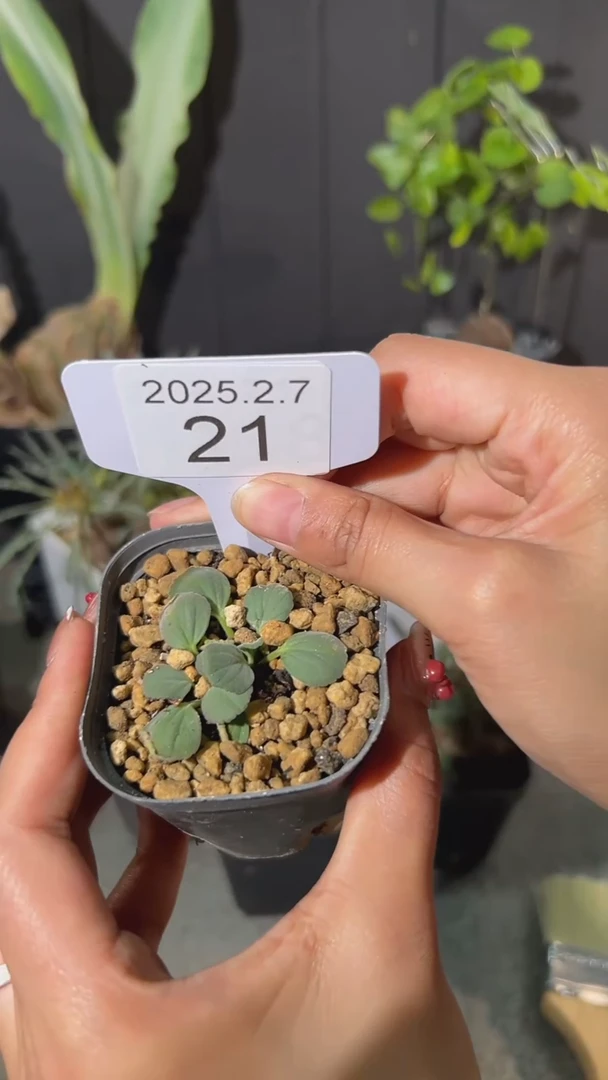 【闪购商品】格林维尔洋葵母本2.7.21