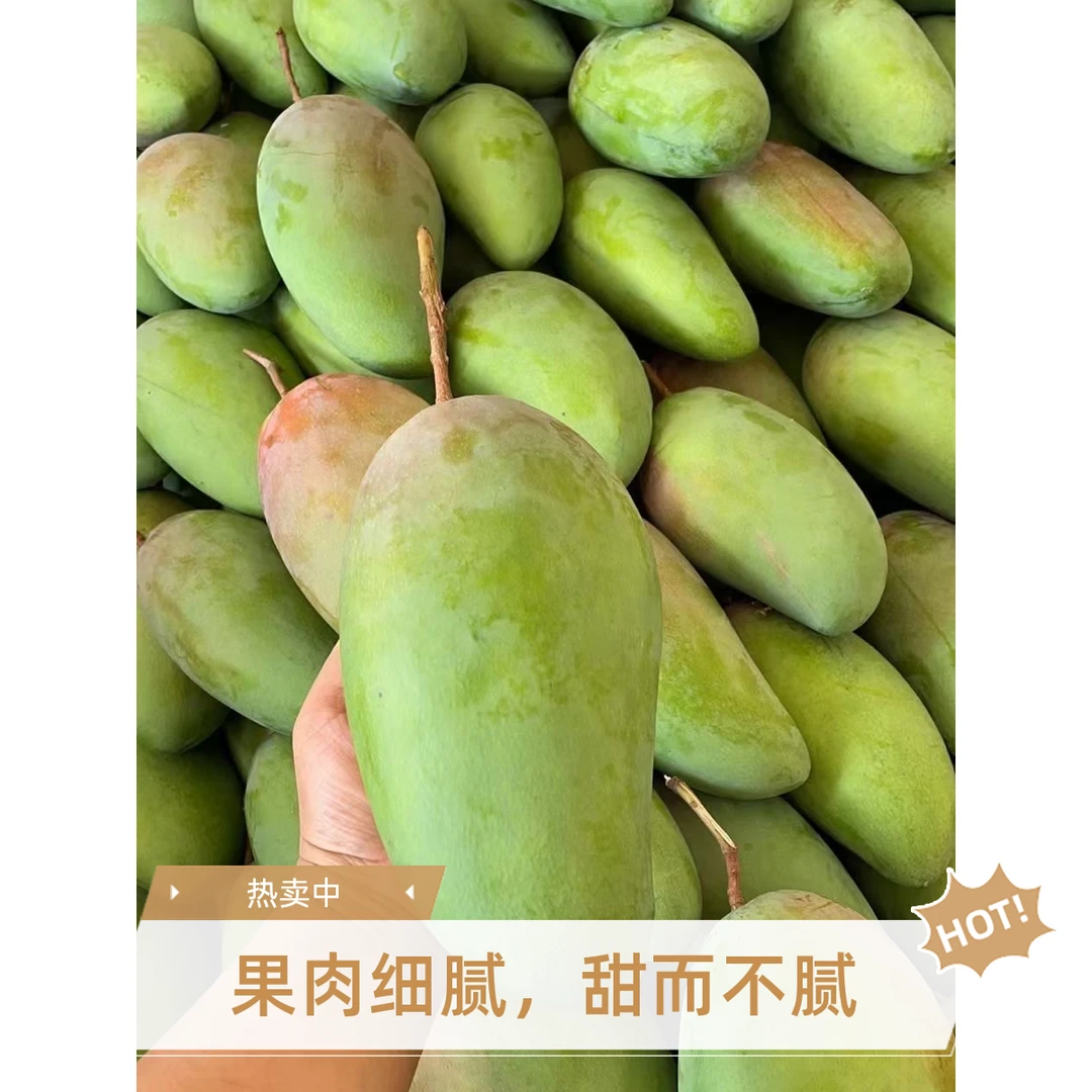 百色，新鲜金煌芒果，现摘现发，应季金煌芒果，产地水果直达广西芒果